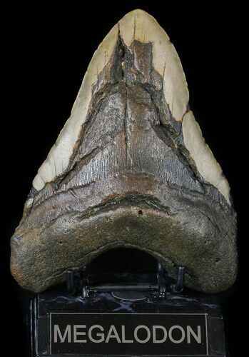 Huge, Megalodon Tooth - North Carolina #54792